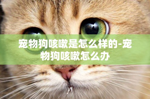 寵物狗咳嗽是怎么樣的-寵物狗咳嗽怎么辦