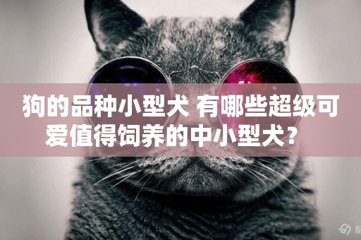 狗的品種小型犬 有哪些超級可愛值得飼養的中小型犬？ 
