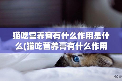貓吃營養膏有什么作用是什么(貓吃營養膏有什么作用是什么原理)
