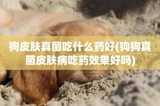 狗皮膚真菌吃什么藥好(狗狗真菌皮膚病吃藥效果好嗎)
