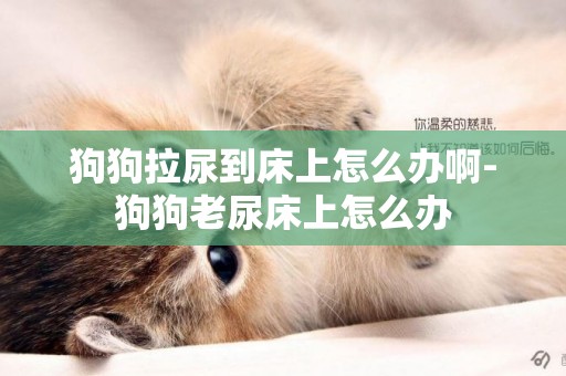 狗狗拉尿到床上怎么辦啊-狗狗老尿床上怎么辦