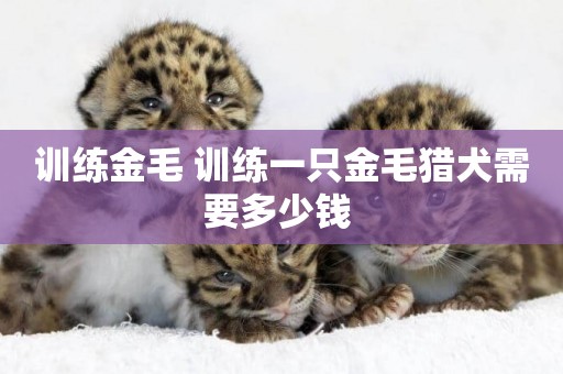 訓練金毛 訓練一只金毛獵犬需要多少錢 