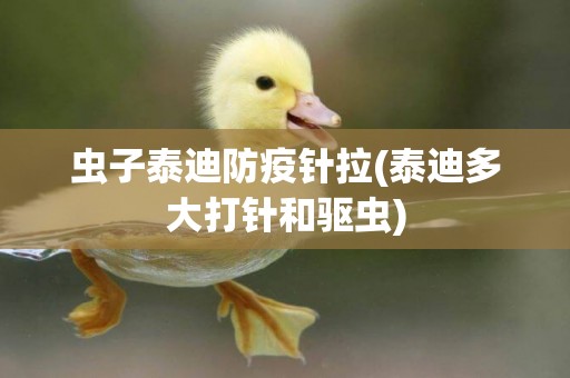 蟲子泰迪防疫針拉(泰迪多大打針和驅蟲)
