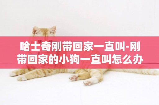 哈士奇剛帶回家一直叫-剛帶回家的小狗一直叫怎么辦