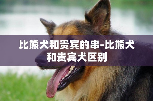比熊犬和貴賓的串-比熊犬和貴賓犬區別