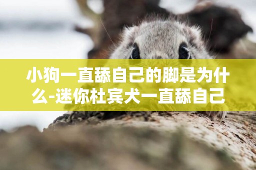 小狗一直舔自己的腳是為什么-迷你杜賓犬一直舔自己的爪子是為什么
