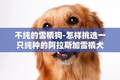 不純的雪橇狗-怎樣挑選一只純種的阿拉斯加雪橇犬