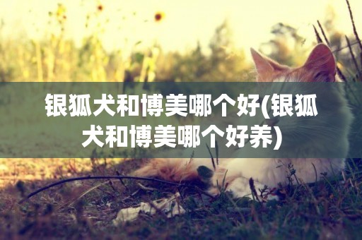 銀狐犬和博美哪個好(銀狐犬和博美哪個好養)