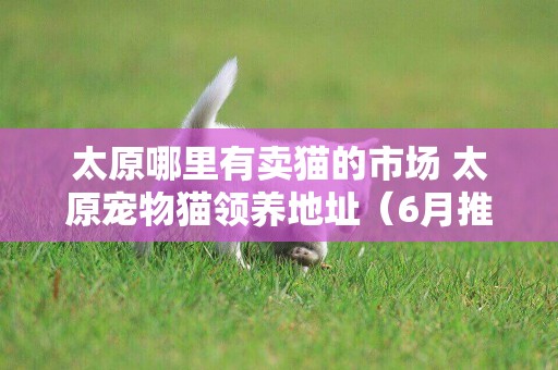 太原哪里有賣貓的市場 太原寵物貓領養地址（6月推薦） 
