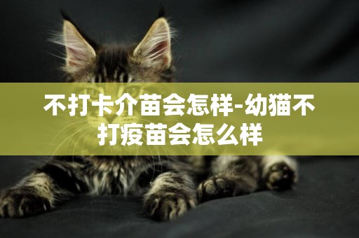 不打卡介苗會怎樣-幼貓不打疫苗會怎么樣