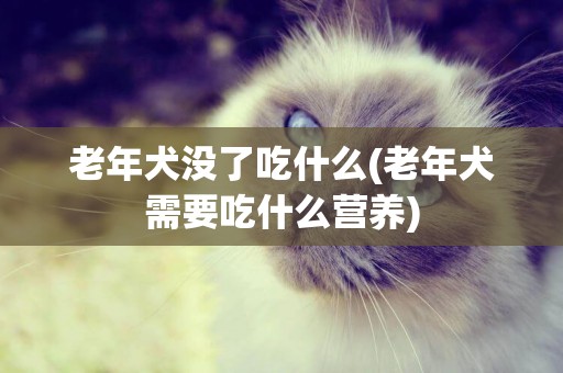 老年犬沒了吃什么(老年犬需要吃什么營養)