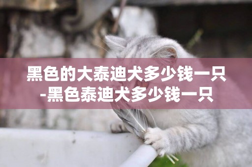 黑色的大泰迪犬多少錢一只-黑色泰迪犬多少錢一只