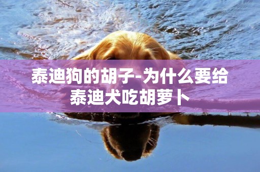 泰迪狗的胡子-為什么要給泰迪犬吃胡蘿卜