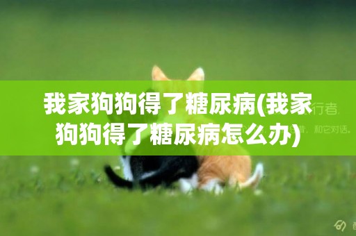 我家狗狗得了糖尿病(我家狗狗得了糖尿病怎么辦)