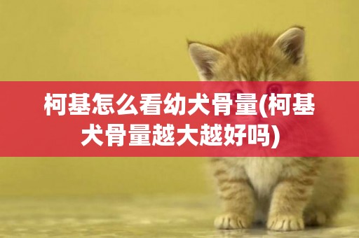 柯基怎么看幼犬骨量(柯基犬骨量越大越好嗎)