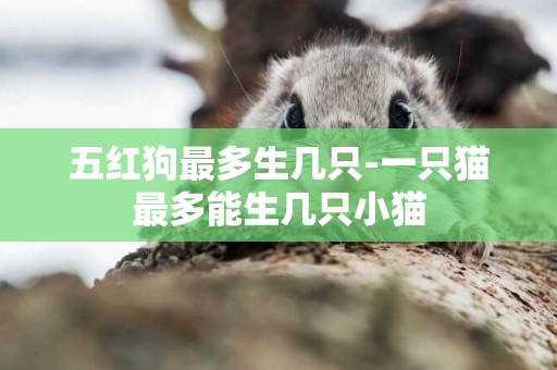 五紅狗最多生幾只-一只貓最多能生幾只小貓