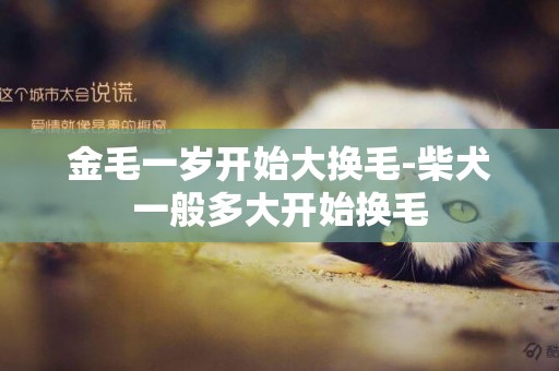 金毛一歲開始大換毛-柴犬一般多大開始換毛