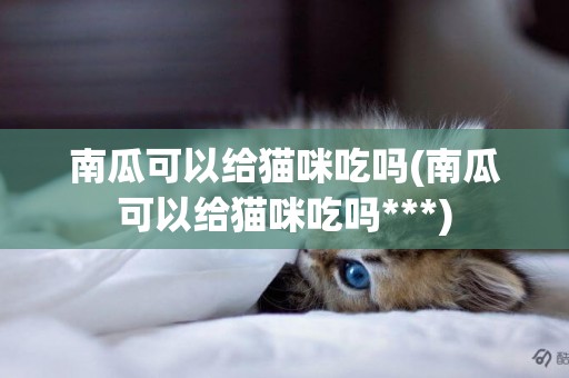 南瓜可以給貓咪吃嗎(南瓜可以給貓咪吃嗎***)