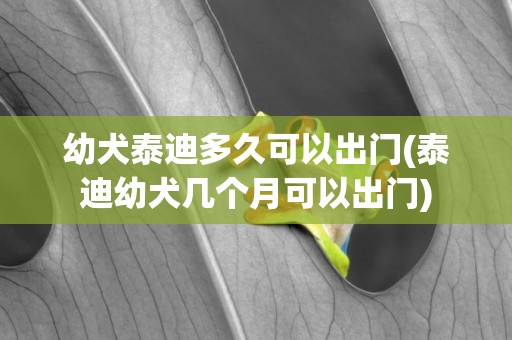 幼犬泰迪多久可以出門(泰迪幼犬幾個月可以出門)
