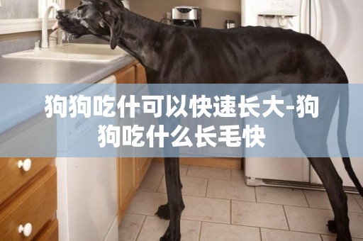 狗狗吃什可以快速長大-狗狗吃什么長毛快