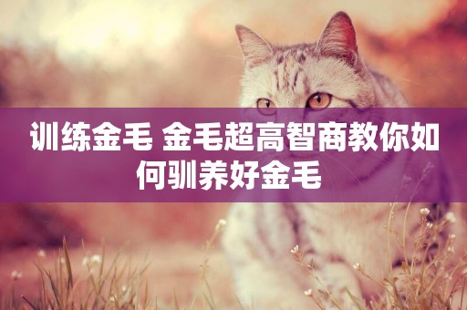 訓練金毛 金毛超高智商教你如何馴養好金毛 