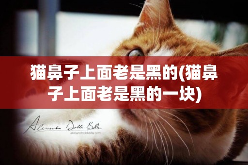 貓鼻子上面老是黑的(貓鼻子上面老是黑的一塊)