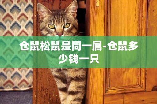 倉鼠松鼠是同一屬-倉鼠多少錢一只
