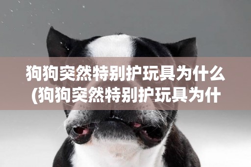 狗狗突然特別護玩具為什么(狗狗突然特別護玩具為什么還咬人)