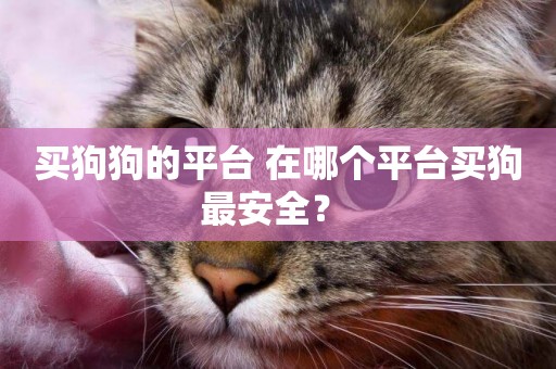 買狗狗的平臺 在哪個平臺買狗最安全？ 
