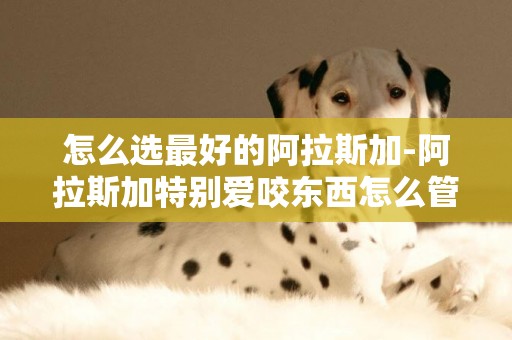 怎么選最好的阿拉斯加-阿拉斯加特別愛咬東西怎么管教