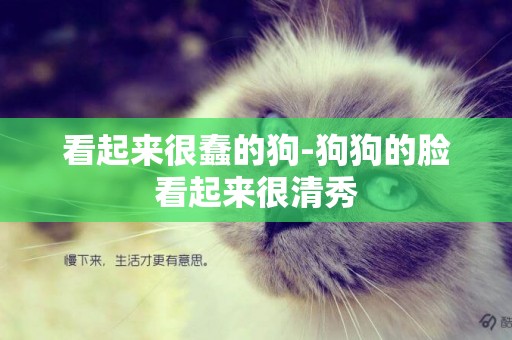 看起來很蠢的狗-狗狗的臉看起來很清秀