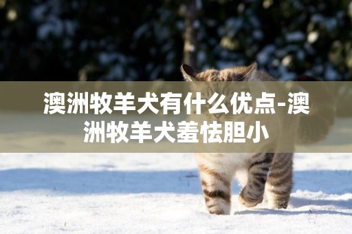 澳洲牧羊犬有什么優點-澳洲牧羊犬羞怯膽小