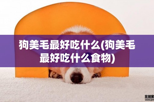 狗美毛最好吃什么(狗美毛最好吃什么食物)