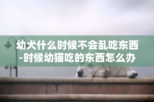 幼犬什么時候不會亂吃東西-時候幼貓吃的東西怎么辦