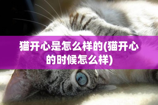 貓開心是怎么樣的(貓開心的時候怎么樣)