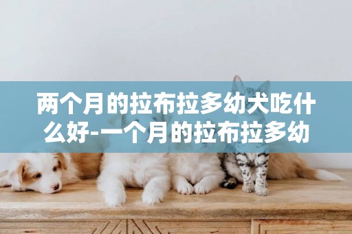 兩個月的拉布拉多幼犬吃什么好-一個月的拉布拉多幼犬怎么養