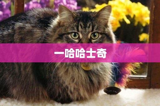 一哈哈士奇