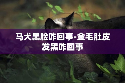 馬犬黑臉咋回事-金毛肚皮發黑咋回事