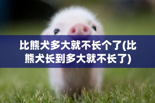 比熊犬多大就不長個了(比熊犬長到多大就不長了)