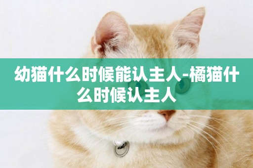 幼貓什么時候能認主人-橘貓什么時候認主人
