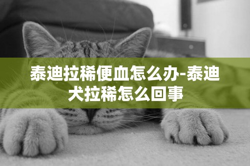 泰迪拉稀便血怎么辦-泰迪犬拉稀怎么回事