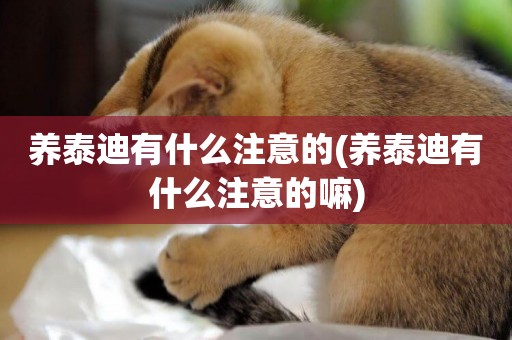 養泰迪有什么注意的(養泰迪有什么注意的嘛)