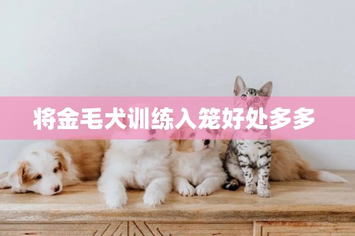 將金毛犬訓練入籠好處多多 