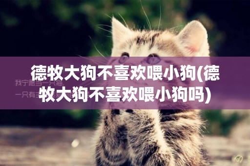 德牧大狗不喜歡喂小狗(德牧大狗不喜歡喂小狗嗎)
