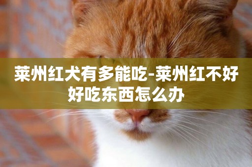 萊州紅犬有多能吃-萊州紅不好好吃東西怎么辦