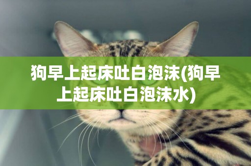狗早上起床吐白泡沫(狗早上起床吐白泡沫水)