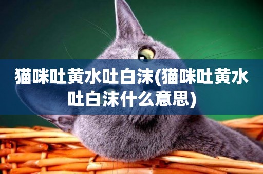 貓咪吐黃水吐白沫(貓咪吐黃水吐白沫什么意思)