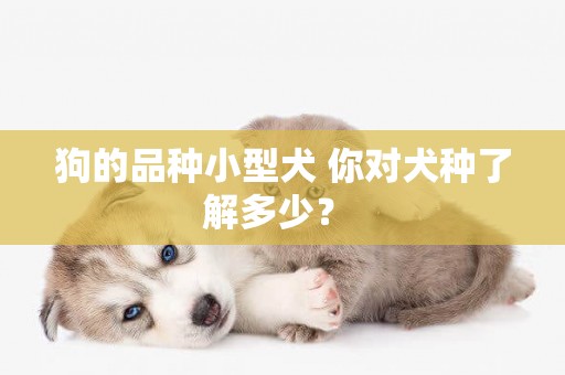 狗的品種小型犬 你對犬種了解多少？ 