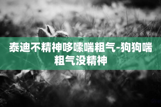 泰迪不精神哆嗦喘粗氣-狗狗喘粗氣沒精神