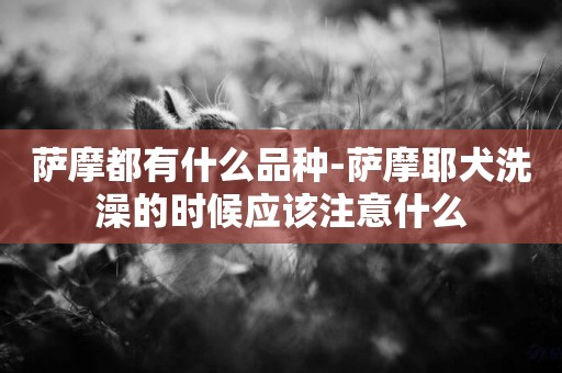 薩摩都有什么品種-薩摩耶犬洗澡的時候應該注意什么